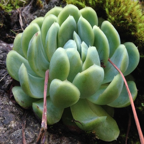 Rosa-de-pedra