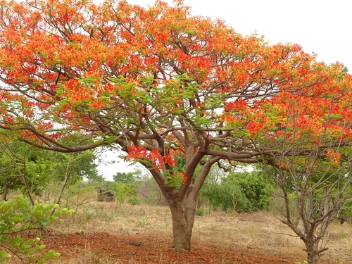 Flamboyant